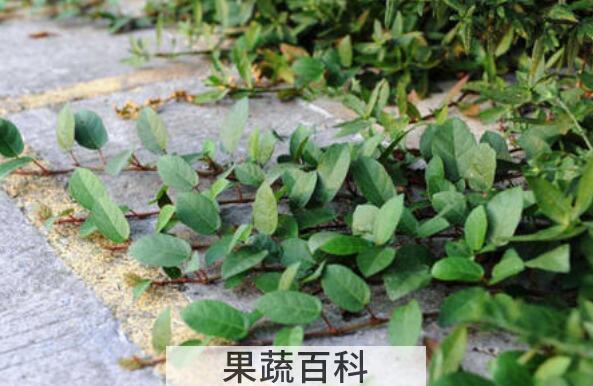 红薯藤干有什么用途 干红薯藤的营养成分