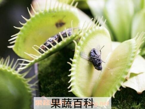 捕蝇草怎么养 捕蝇草的养殖方法