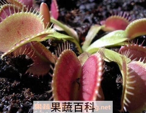 捕蝇草怎么养 捕蝇草的养殖方法