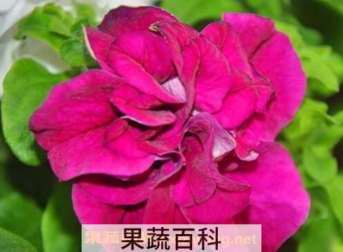  重瓣牵牛花的养殖方法