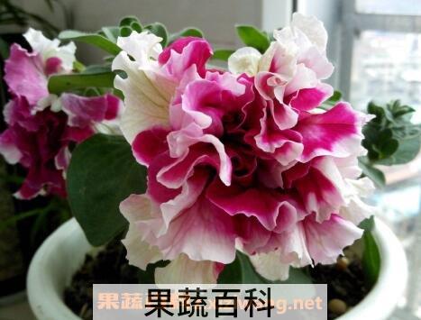  重瓣牵牛花的养殖方法