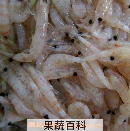 北极鳞虾