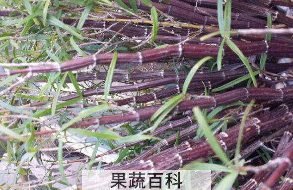 紫皮石斛怎么种