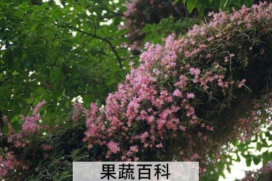 美花石斛的功效与作用 美花石斛的价格是多少