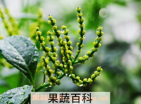 珠兰花的养殖方法和注意事项