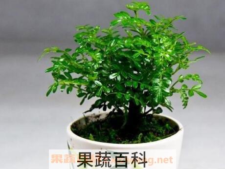 清香木的养殖方法和注意事项