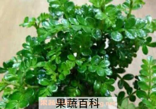 清香木的养殖方法和注意事项