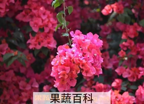 三角梅的养殖方法和注意事项