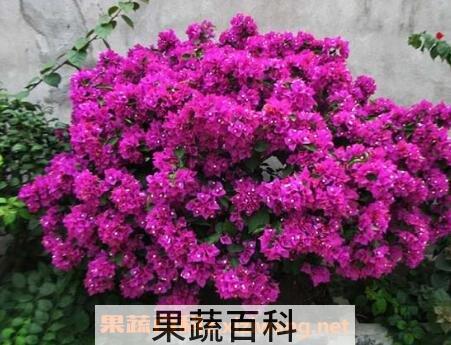 三角梅的养殖方法和注意事项