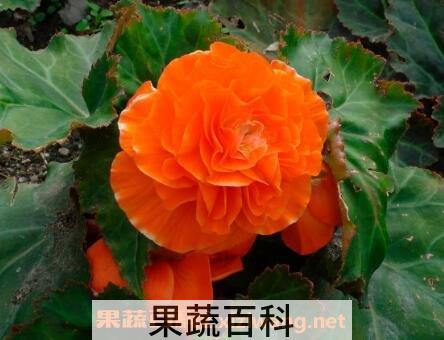 重瓣海棠花的养殖方法
