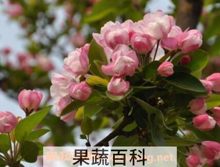 重瓣海棠花的养殖方法