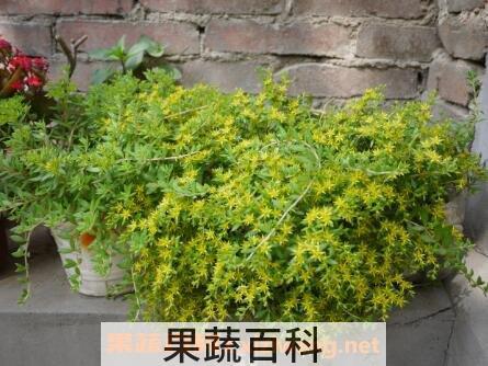 垂盆草图片 垂盆草的养殖方法