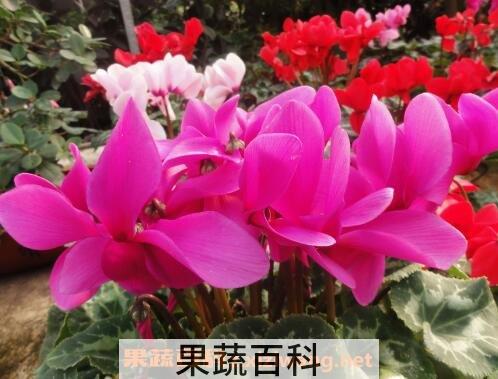 仙客来怎么养 仙客来的养殖方法和注意事项