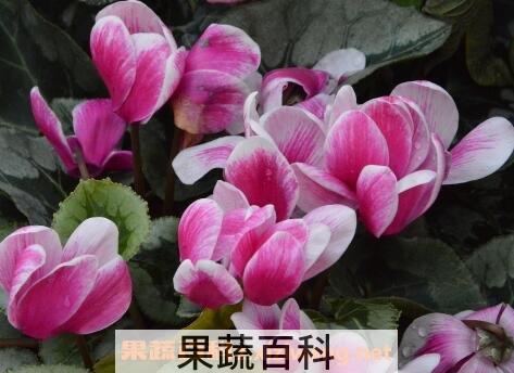 仙客来怎么养 仙客来的养殖方法和注意事项