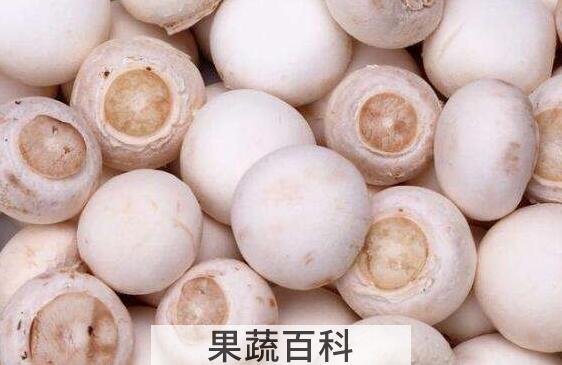 珍珠白蘑怎么吃 珍珠白蘑的食用方法
