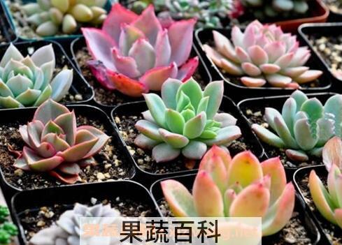 多肉植物怎么养 多肉植物养殖的注意事项