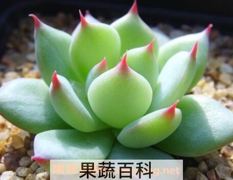 多肉植物怎么养 多肉植物养殖的注意事项