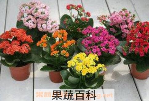 长寿花怎么养 长寿花的养殖方法 养殖长寿花的注意事项