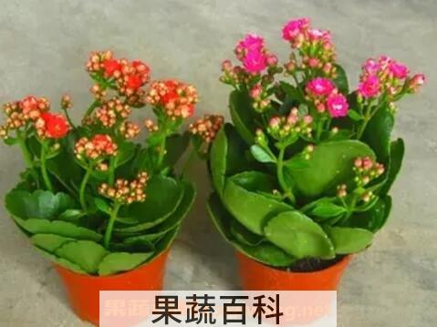 长寿花怎么养 长寿花的养殖方法 养殖长寿花的注意事项
