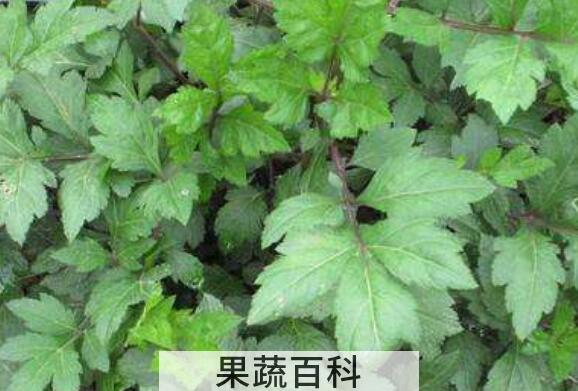 珍珠花菜的功效与作用