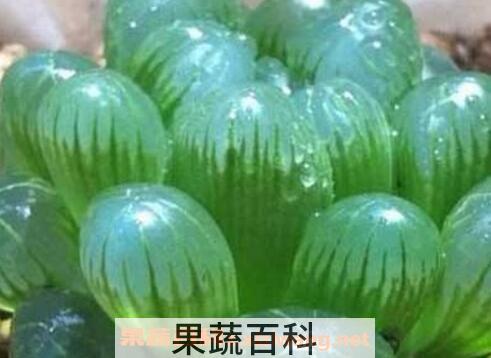 冰灯玉露的养殖方法和注意事项