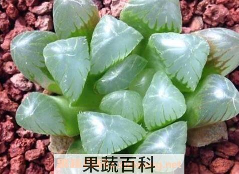 冰灯玉露的养殖方法和注意事项