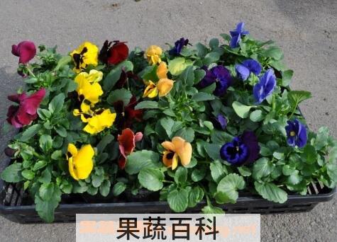 三色堇的养殖方法和注意事项