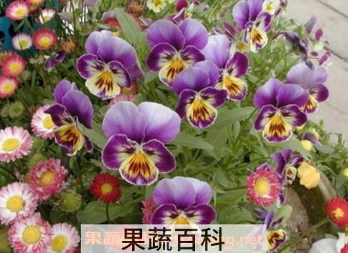 三色堇的养殖方法和注意事项