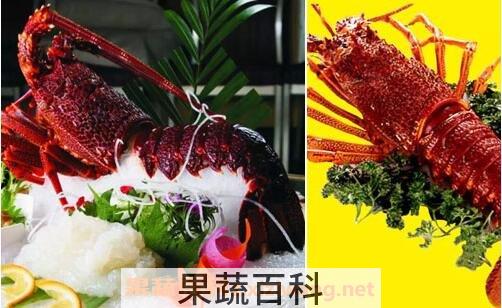 澳洲龙虾波士顿龙虾