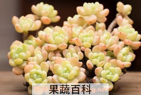 多肉罗琦怎么养护 多肉罗琦的养殖方法
