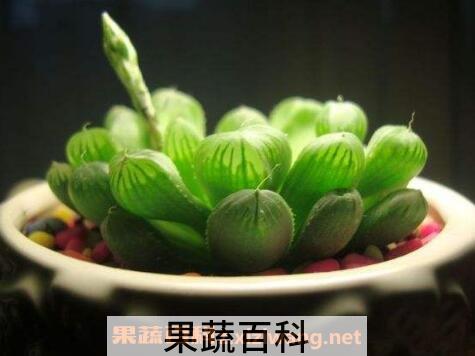 多肉植物玉露怎么养 玉露的养殖方法