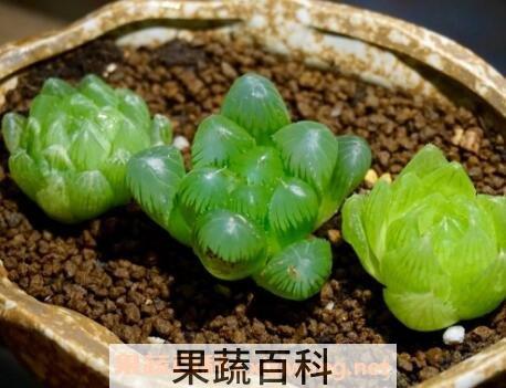 多肉植物玉露怎么养 玉露的养殖方法