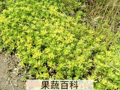 垂盆草的功效与作用及药用价值