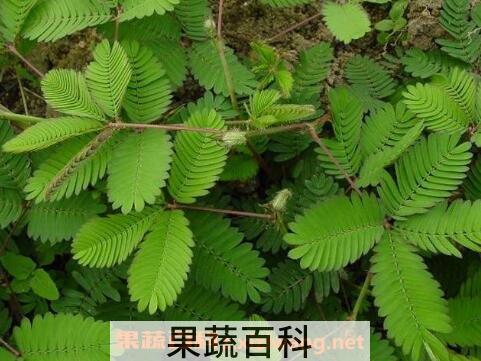 含羞草怎么养 含羞草的养殖方法技巧