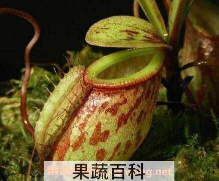 猪笼草的功效与作用及药用价值