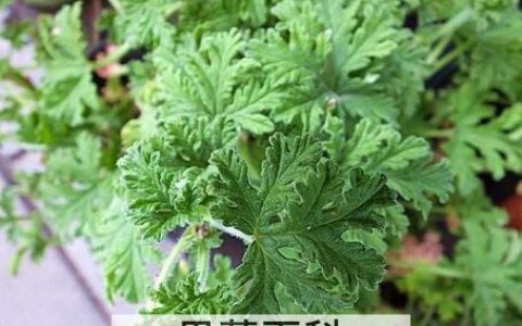 驱蚊草的功效与作用