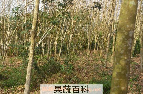 天然橡胶的作用 天然橡胶的用途有哪些