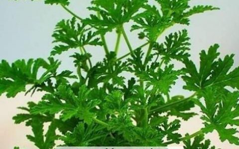 驱蚊草怎么养 驱蚊草的养殖方法