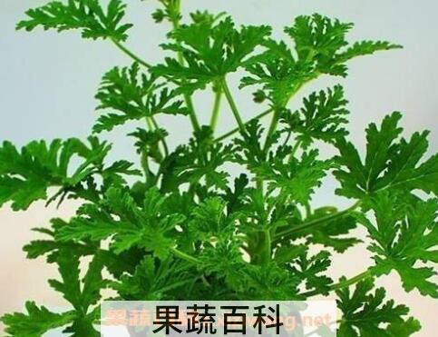 驱蚊草怎么养 驱蚊草的养殖方法