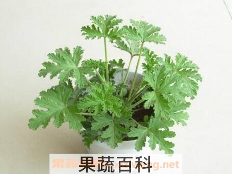 驱蚊草怎么养 驱蚊草的养殖方法