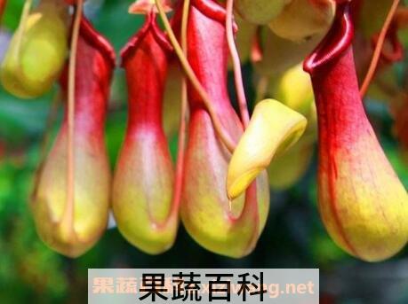 猪笼草的养殖方法和注意事项