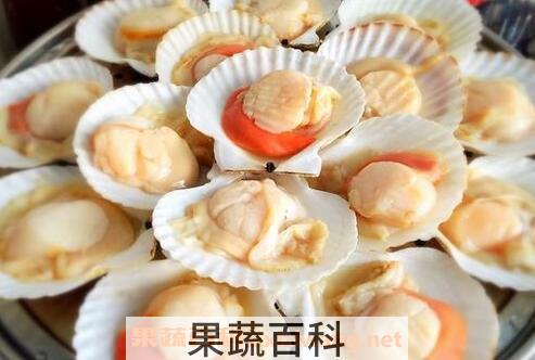 扇贝的功效与作用