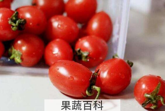 野生小番茄的功效与作用
