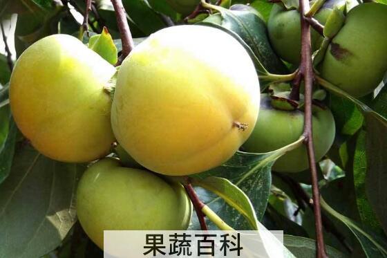 青柿子泡酒的功效与作用