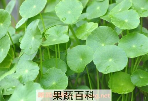 铜钱草的功效与作用及药用价值