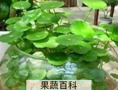 铜钱草水培方法和技巧