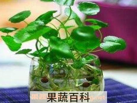 铜钱草水培方法和技巧