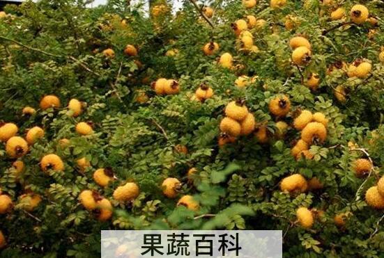 贵州刺梨的功效与副作用