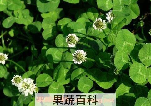 车轴草图片 车轴草的作用