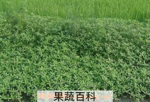 池塘水草种子种植方法 池塘水草怎么种